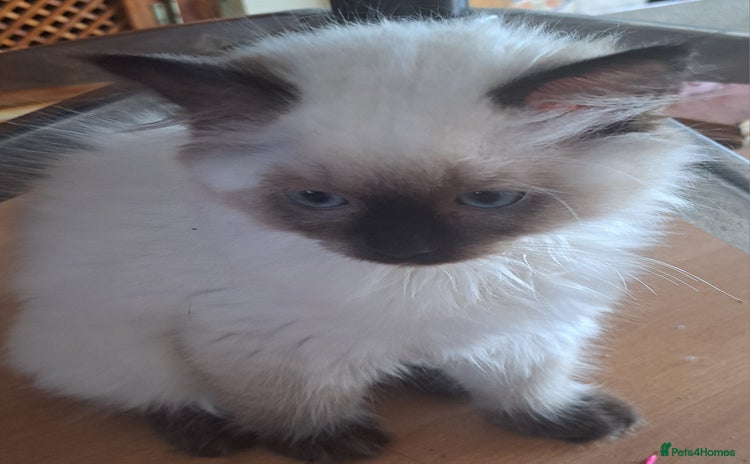 Ragdoll cats - Advert 15