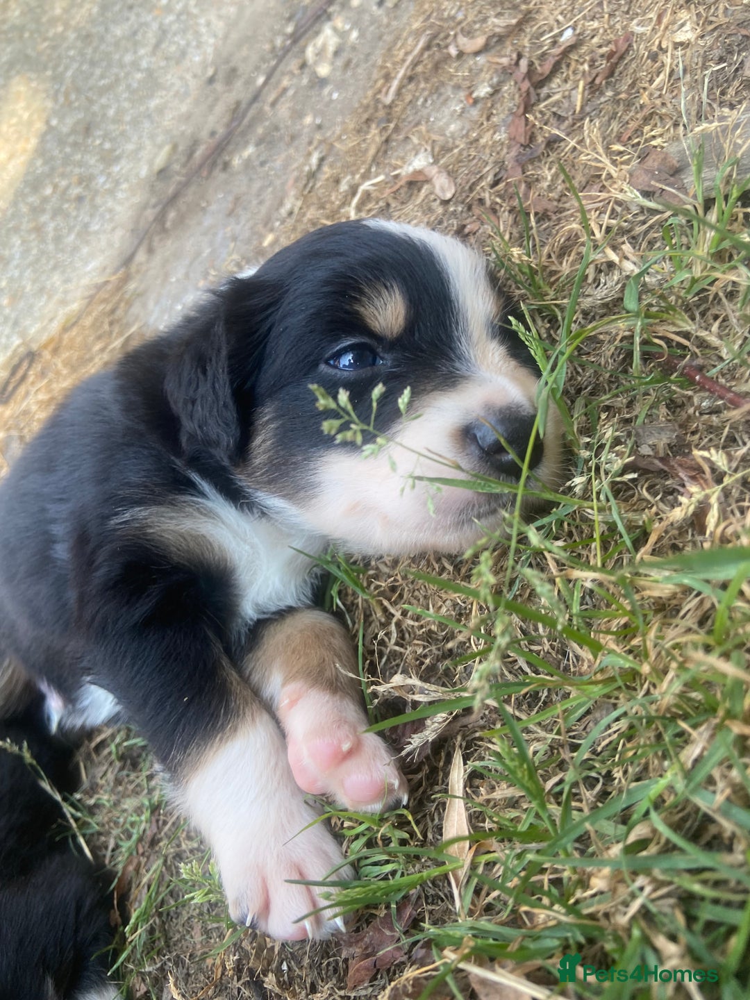 Border Collie dogs for sale: 6 Border Collie Pups for Sale ! - Image 13