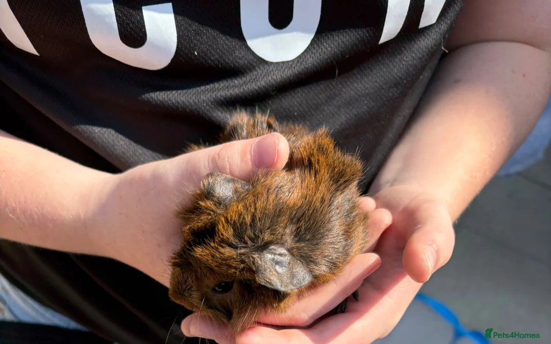 Guinea Pig rodents for sale: Guinea pigs - Advert 4