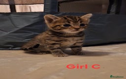 Mixed Breed cats for sale: 1/4 bengal x Britain short hair tabby kittens - Advert 4