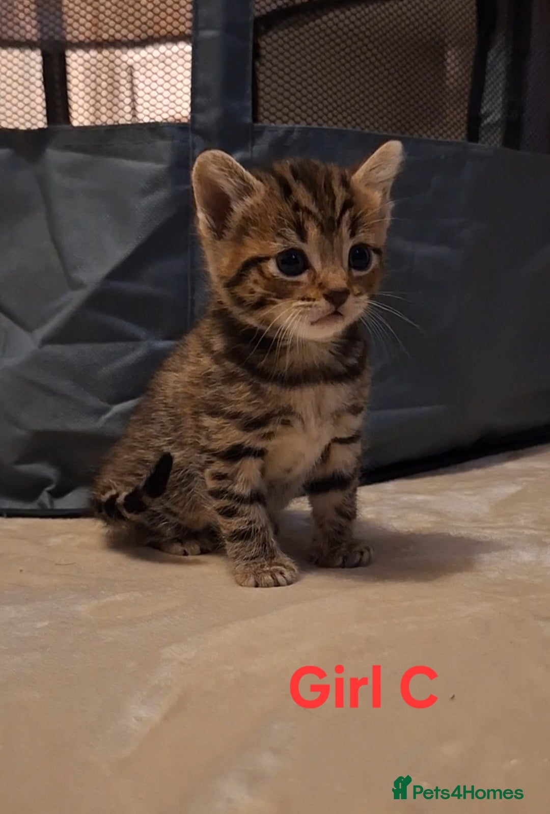 Mixed Breed cats for sale: 1/4 bengal x Britain short hair tabby kittens - Advert 4
