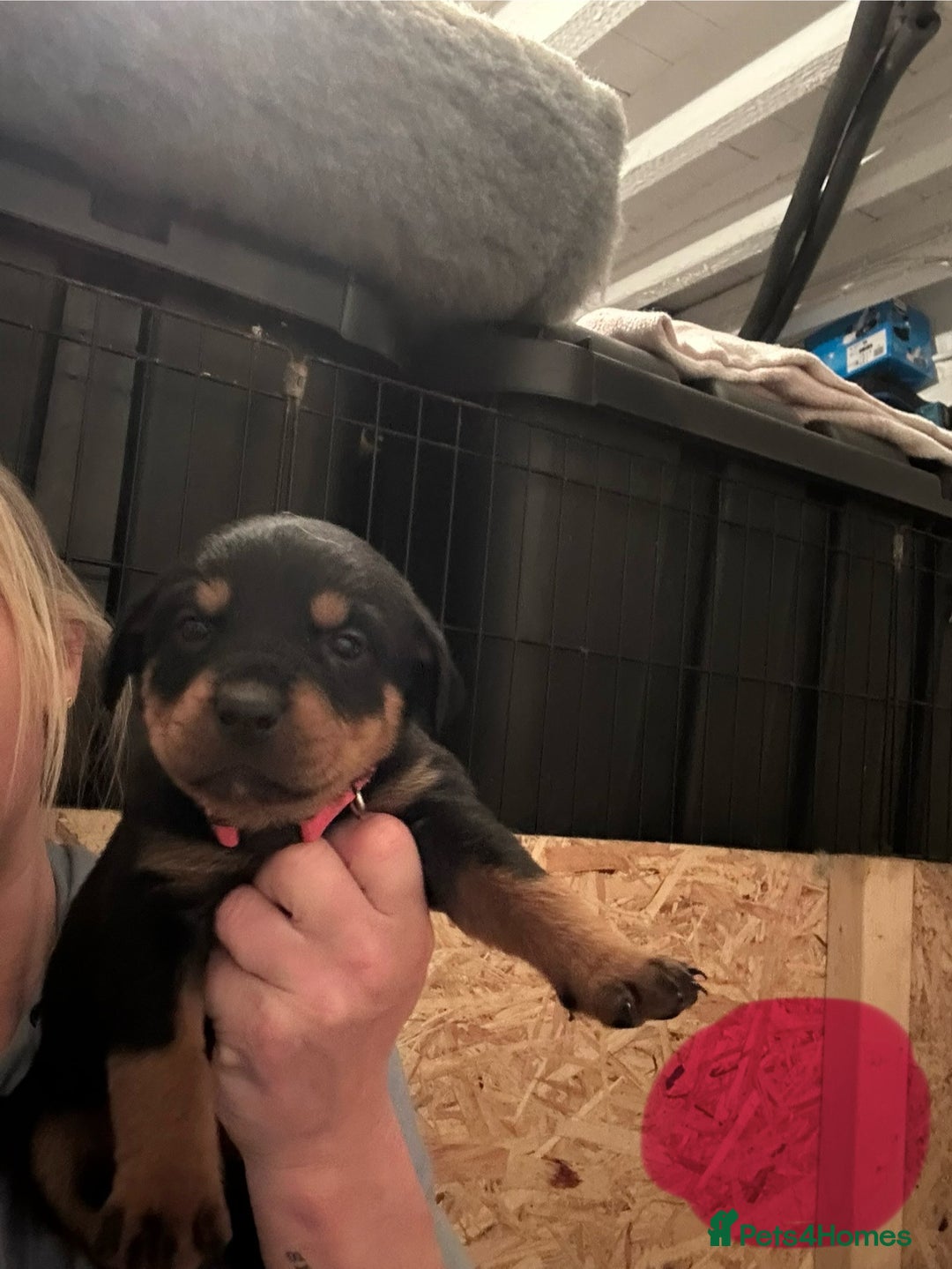 Rottweiler dogs for sale: Kc reg. Rottweiler pups. Ready 17 Jan - Advert 7