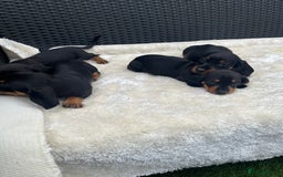 Dachshund dogs for sale: Dachshund puppies - Image 4