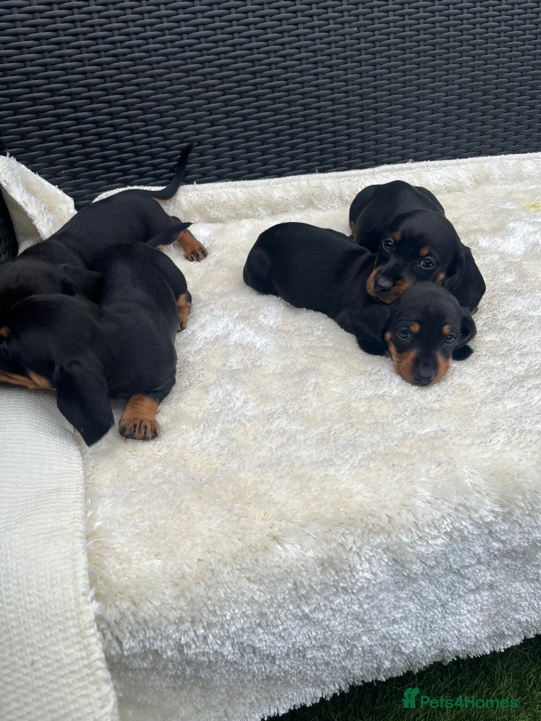Dachshund dogs for sale: Dachshund puppies - Image 4