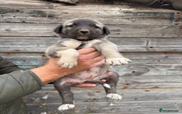 Anatolian Shepherd dogs for sale: Malakli Puppies - Image 15