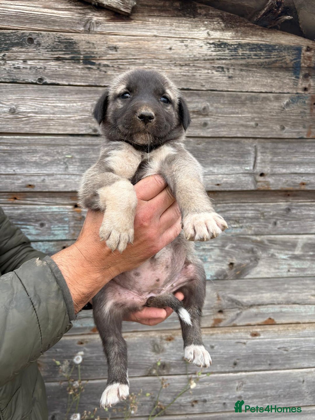 Anatolian Shepherd dogs for sale: Malakli Puppies - Image 15