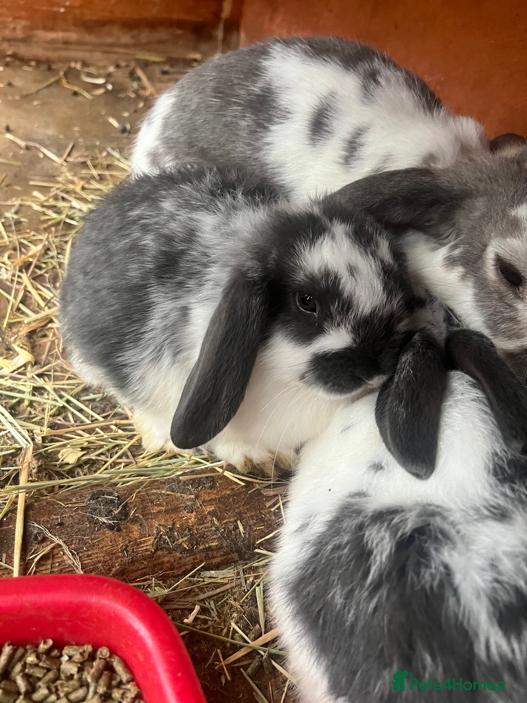Mini Lop rabbits for sale: Baby mini lop bunnies - Advert 2