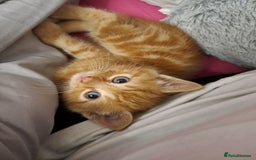 Ragdoll cats for sale: 5 female kittens for sale  - Advert 2