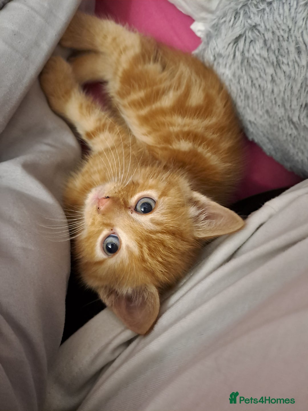 Ragdoll cats for sale: 5 female kittens for sale  - Advert 2