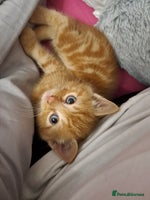 Ragdoll cats 5 female kittens for sale - Advert 3