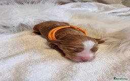 Cavapoo dogs for sale: Stunning F1 Cavapoo puppies, DNA tested parents  - Image 14