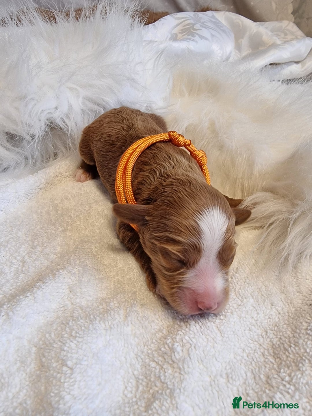Cavapoo dogs for sale: Stunning F1 Cavapoo puppies, DNA tested parents  - Image 14