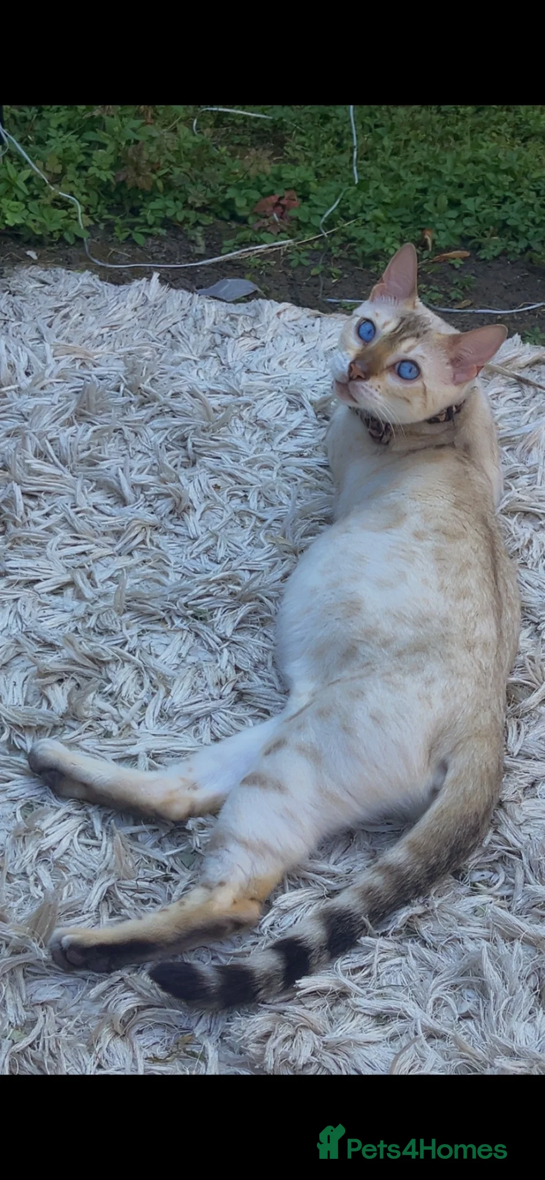 Bengal cats for sale: Bengal kittens🐾 - Advert 18