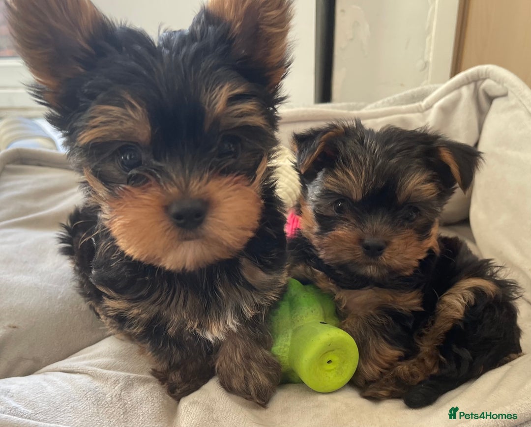 Yorkshire Terrier dogs for sale: Adorable Mini Yorkshire Terrier puppies - Advert 11