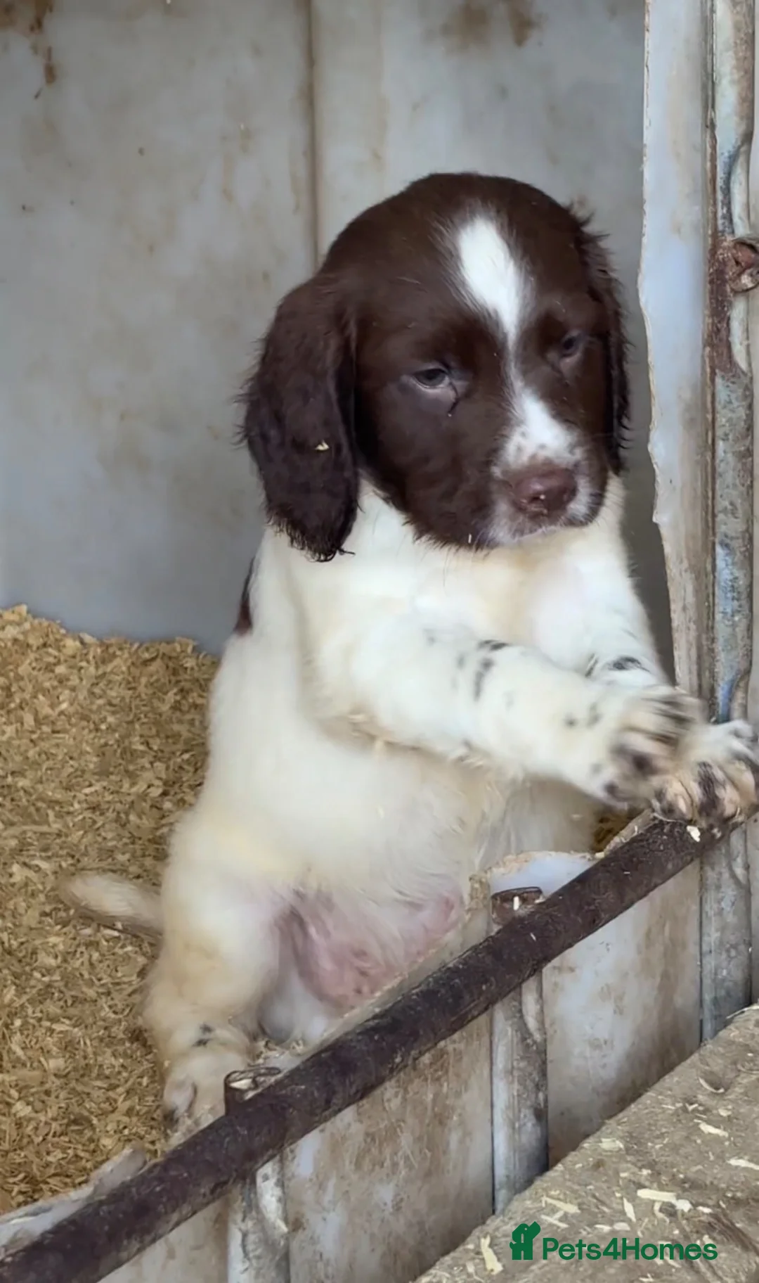 English Springer Spaniel dogs for sale: Stunning ESS puppies  in Skelmersdale - Advert 2