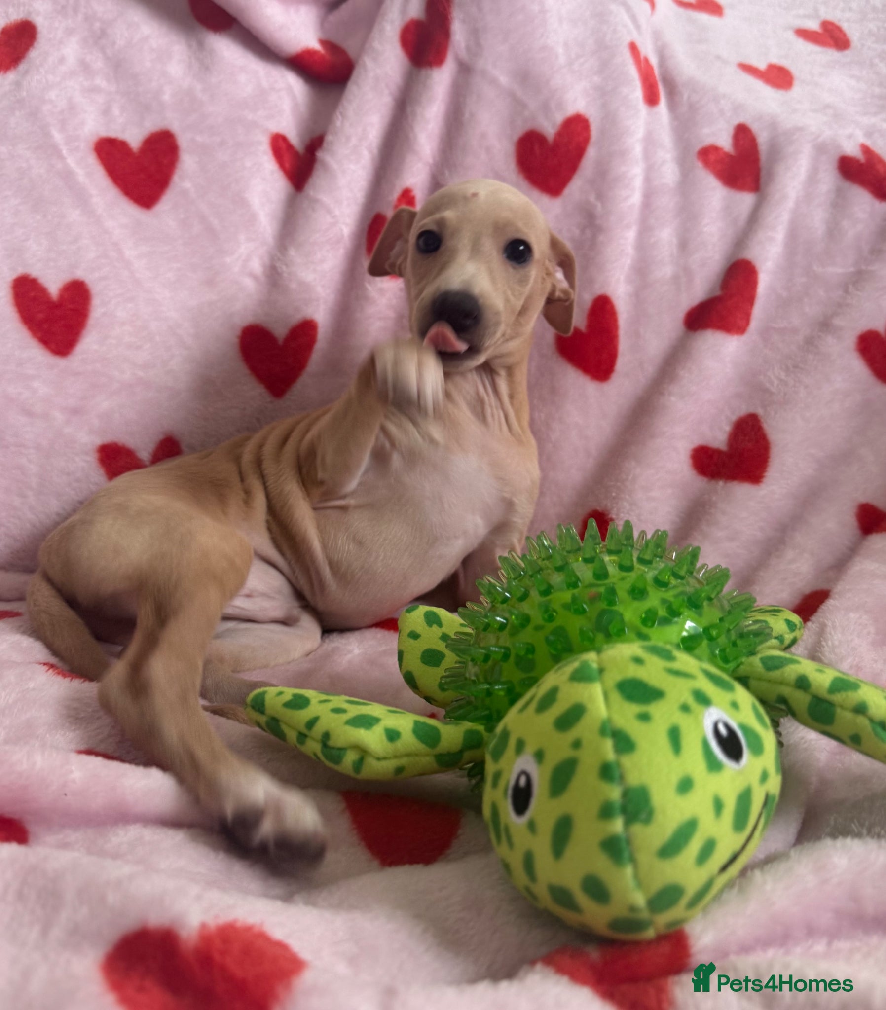 Italian Greyhound dogs *reduced* 🏡 Last KC registered boy 🏡 - Advert 12