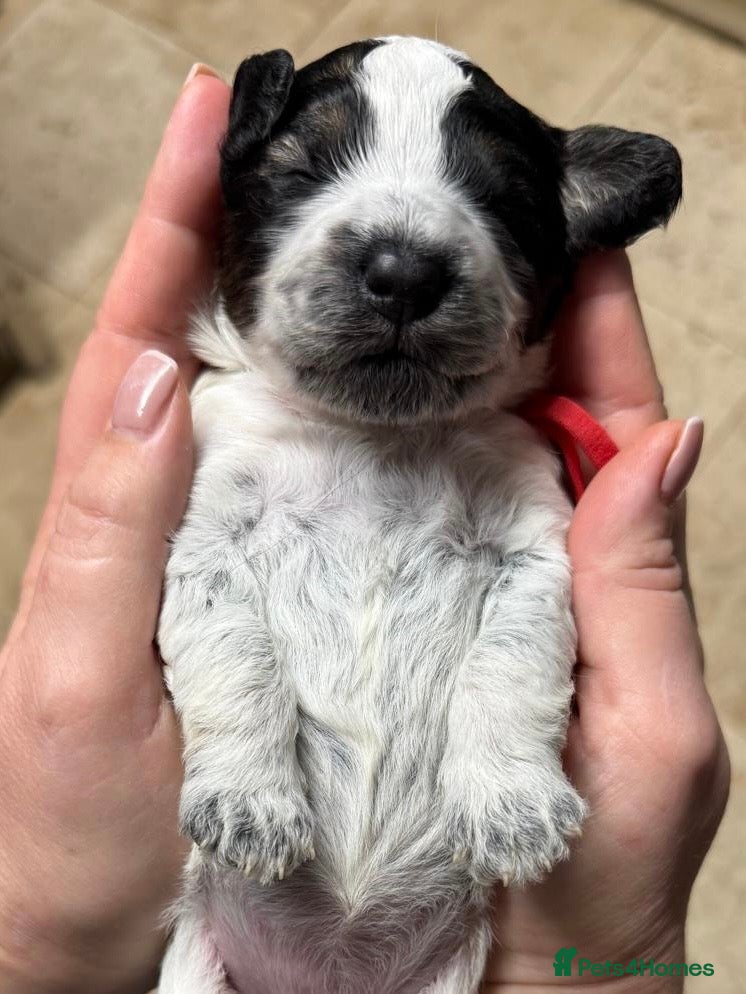 Mixed Breed dogs Miniature Parti Schnockerpoo Puppies  - Advert 2