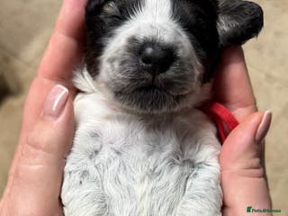 Mixed Breed dogs Miniature Parti Schnockerpoo Puppies - Advert 1