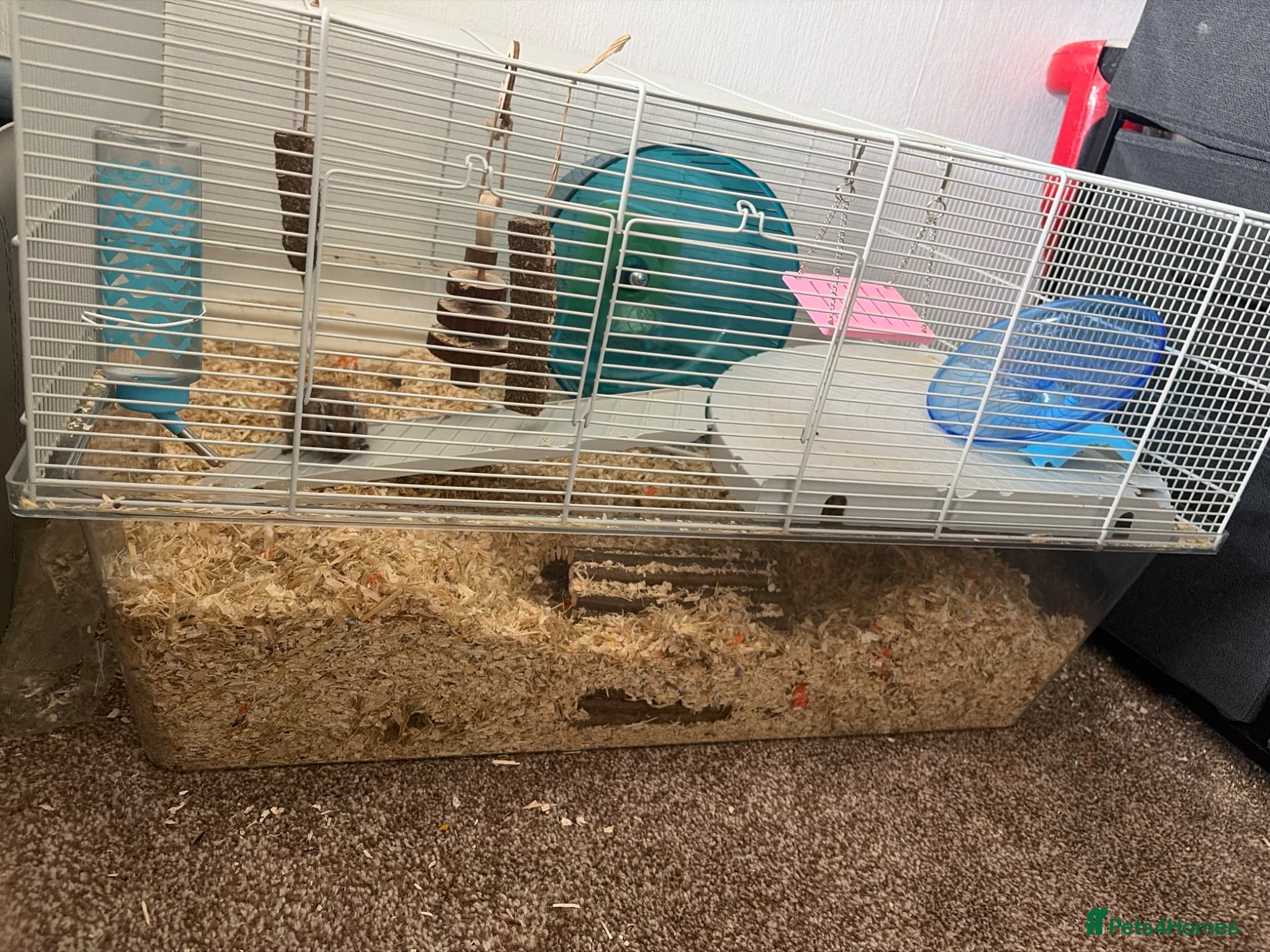Gerbil rodents for sale: Two female gerbils. in Liversedge - Advert 4