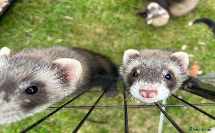 Ferret rodents - Advert 3