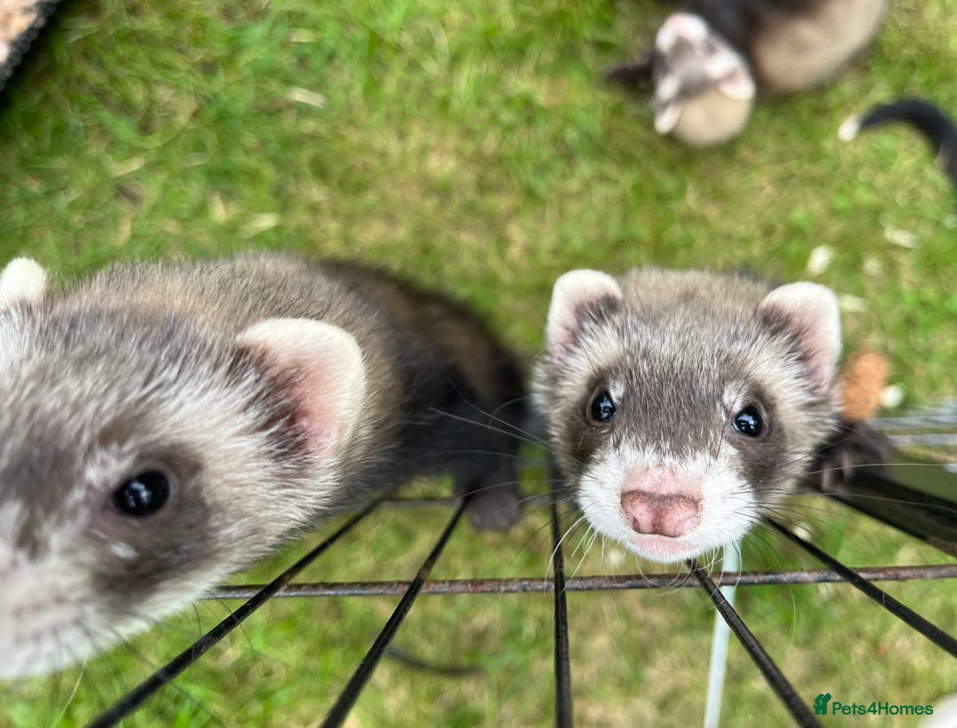 Ferret rodents for sale: Ferret kits for sale - Image 1