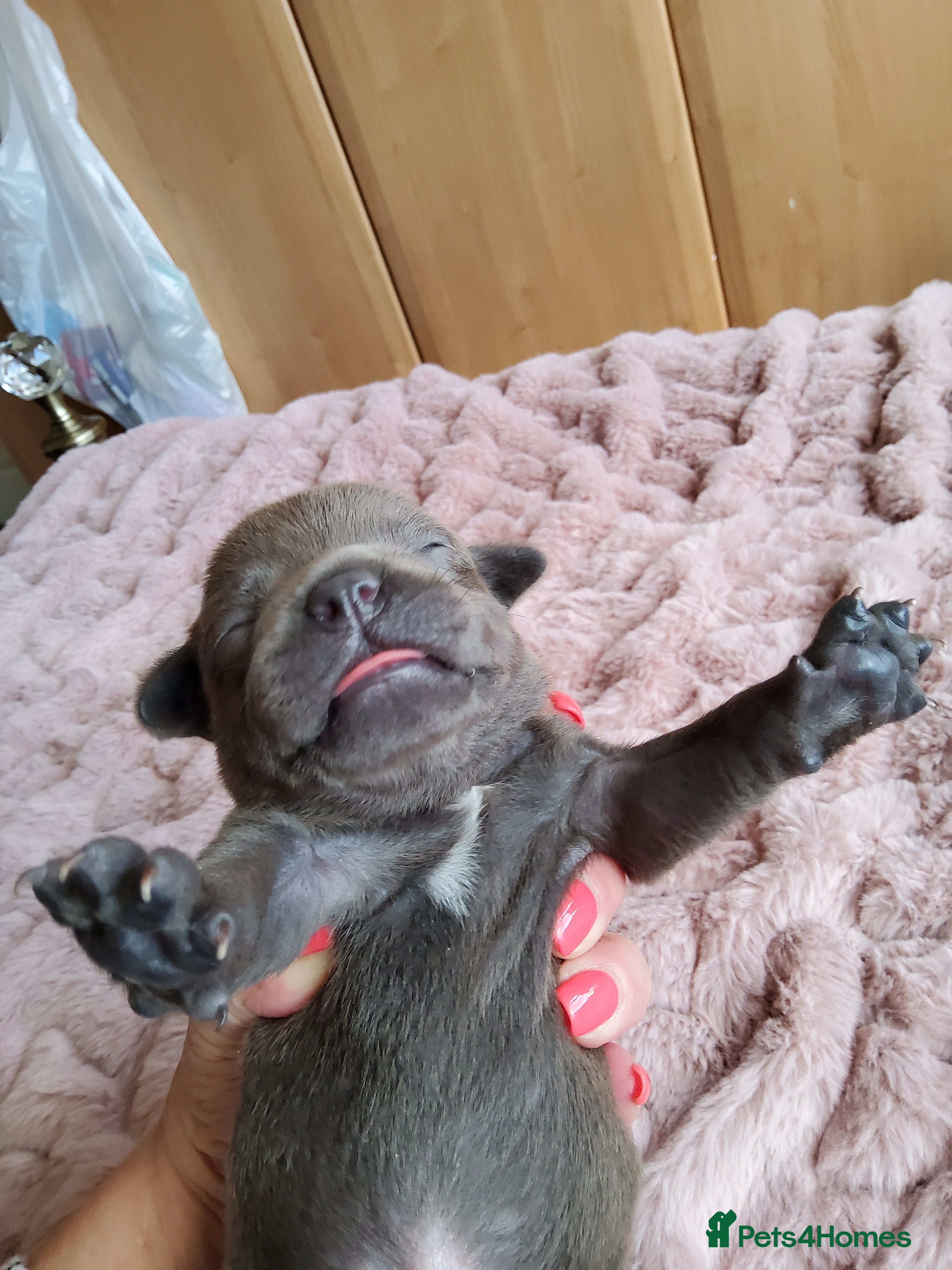 Staffordshire Bull Terrier dogs Perfect Staffordshire bull terrier puppies  - Advert 2