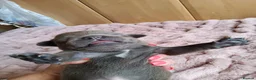 Staffordshire Bull Terrier dogs for sale: Perfect Staffordshire bull terrier puppies  - Advert 2