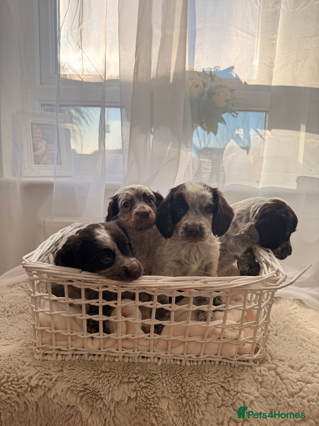 Cocker Spaniel dogs for sale: working cocker puppies  - Advert 1