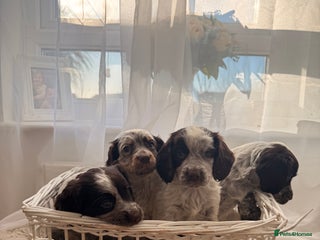 Cocker Spaniel dogs working cocker puppies - Advert 5