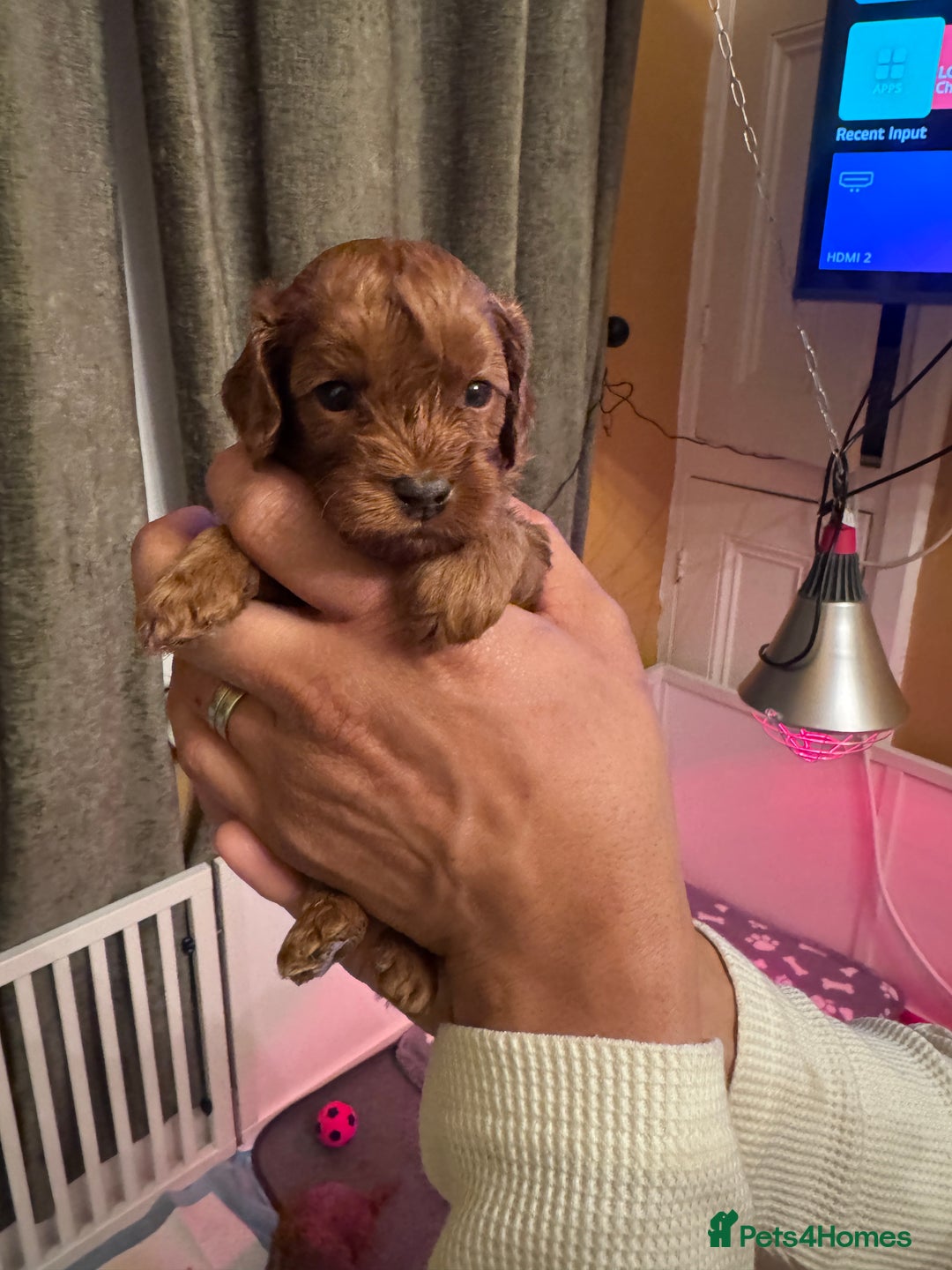 Cavapoo dogs for sale: F1b Cavapoo extensively health tested mum&dad  - Advert 9