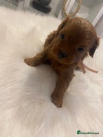 Maltipoo dogs ✨ Luxury Asian Maltipoo F1b – Rare Brown Mini ✨ - Advert 11