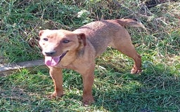 Patterdale Terrier dogs for sale: Male patterdale pups   - Image 8