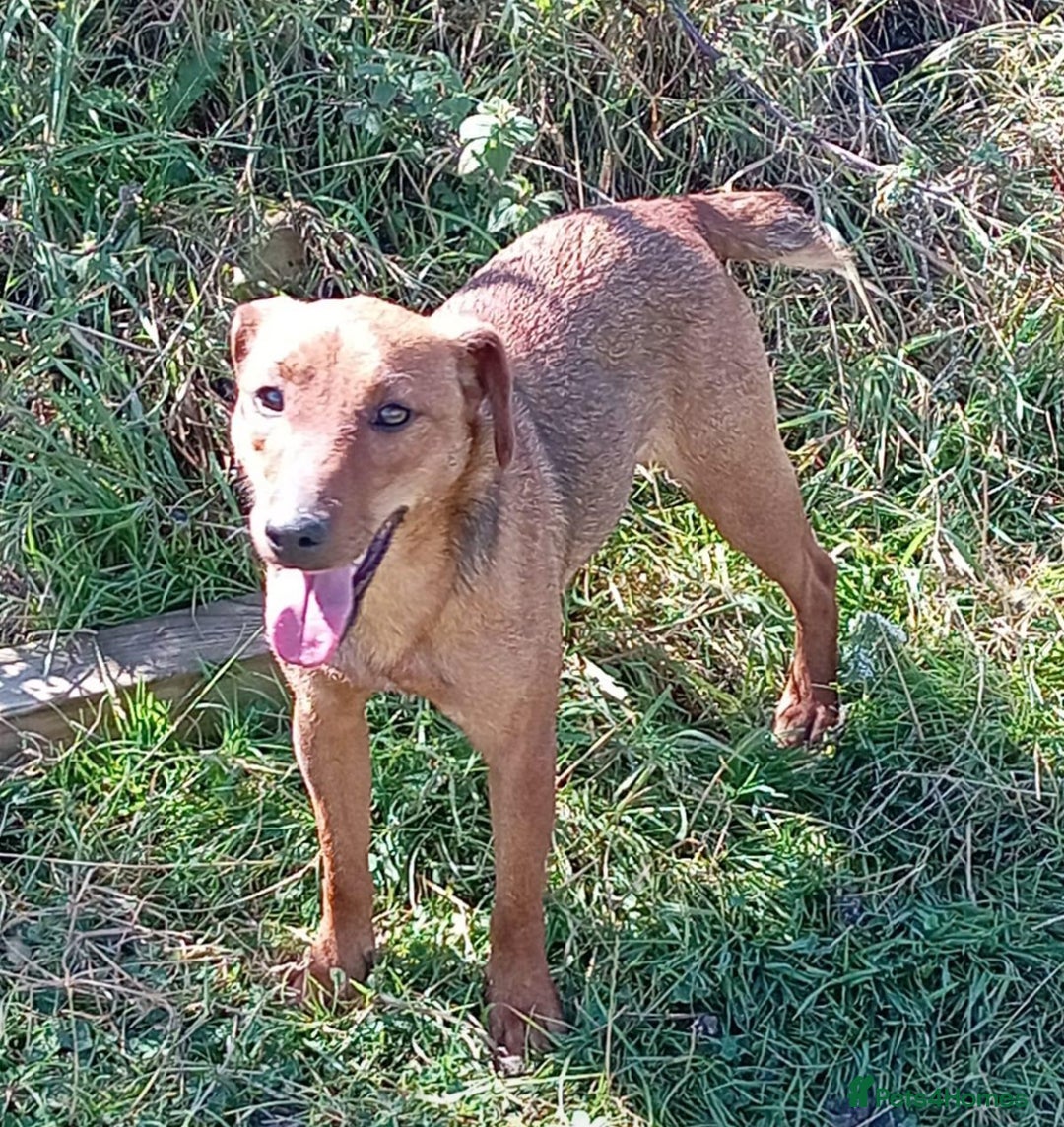 Patterdale Terrier dogs for sale: Male patterdale pups   - Image 8