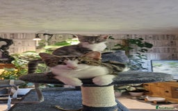 Mixed Breed cats for sale: Male and female kitten for sale  - Image 1