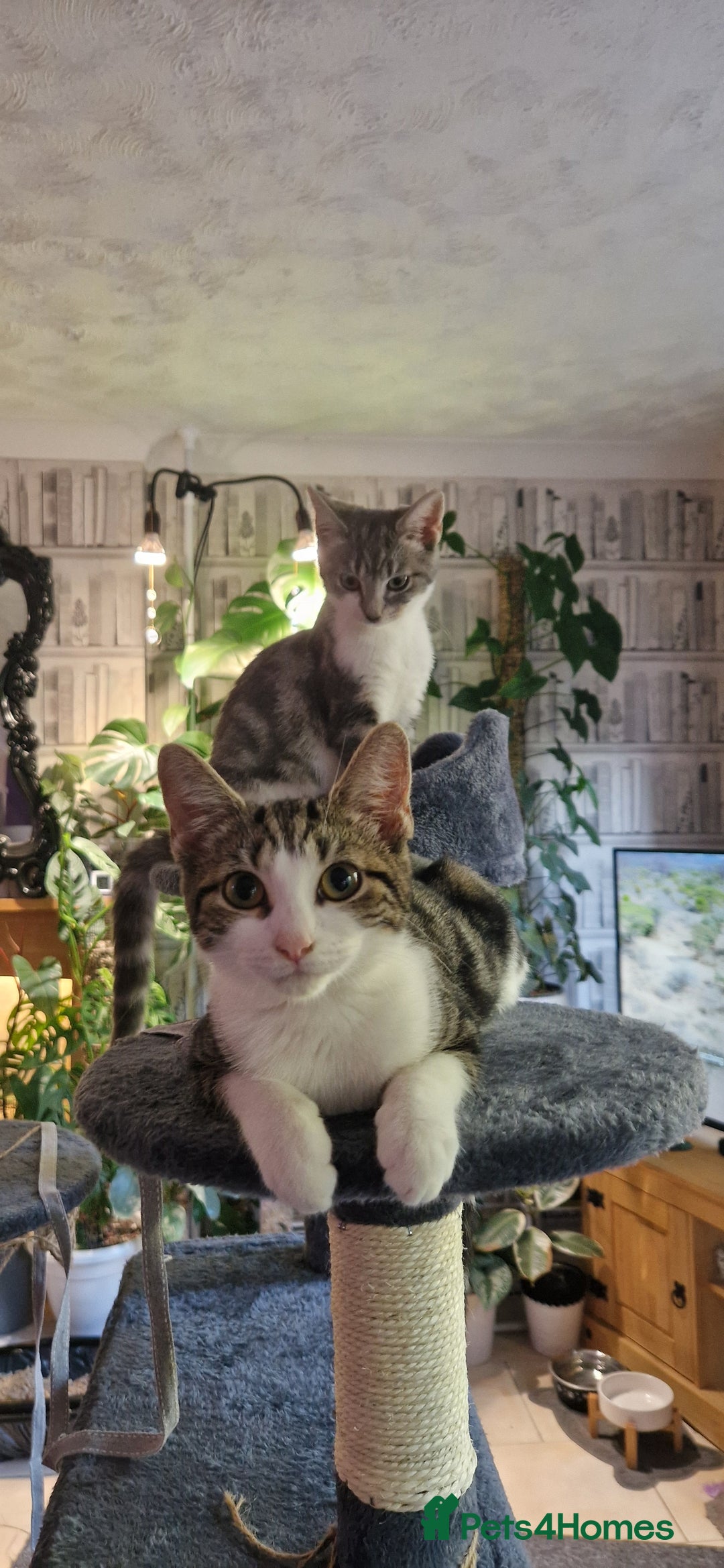 Mixed Breed cats for sale: Male and female kitten for sale  - Image 1