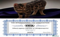 Bengal cats for sale: CH Beautiful Retired Bengal Queen(TICA registered) - Image 5