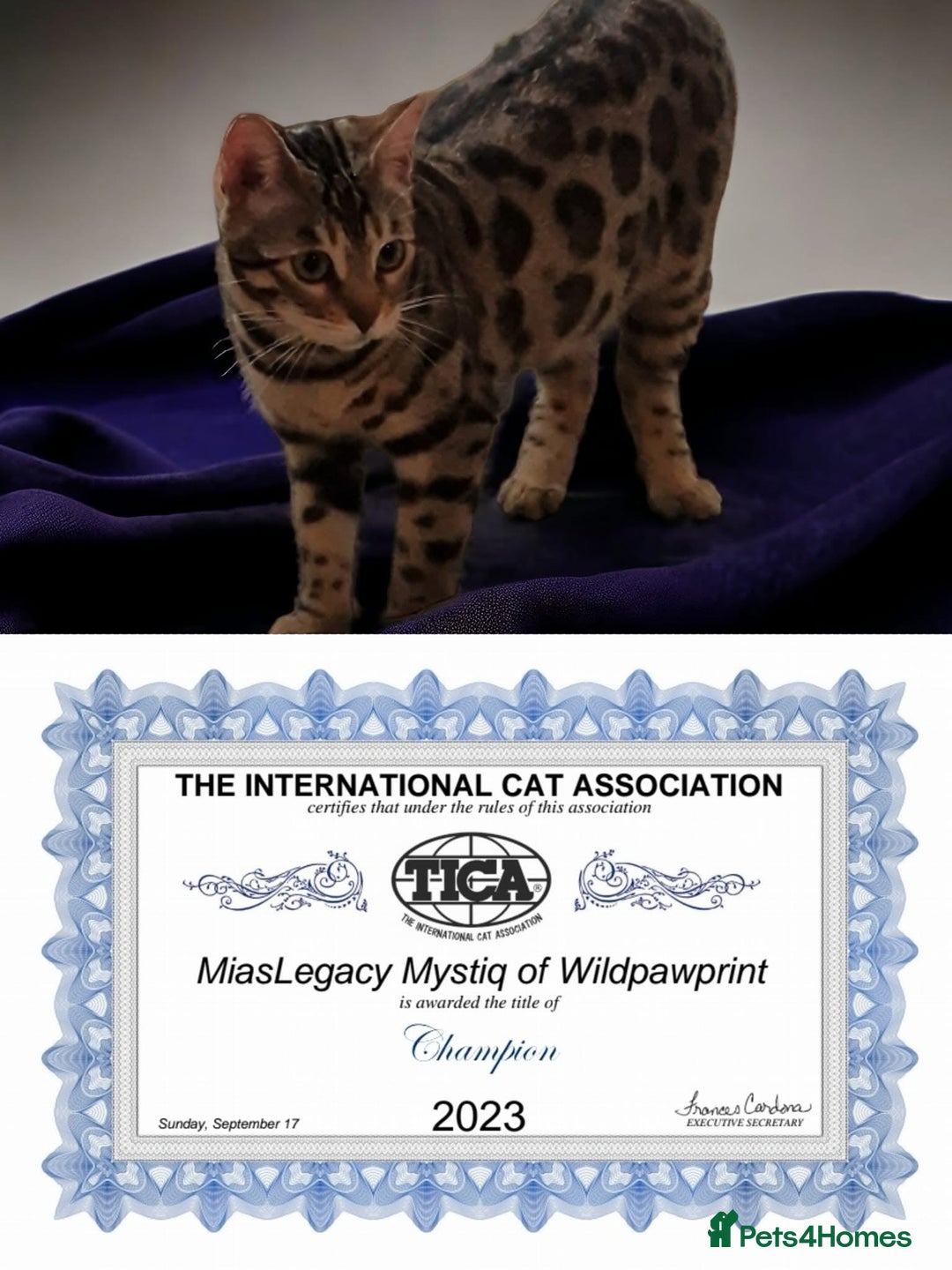 Bengal cats for sale: CH Beautiful Retired Bengal Queen(TICA registered) - Image 5