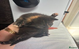 Mixed Breed cats for sale: Kittens ready to leave  - Image 13