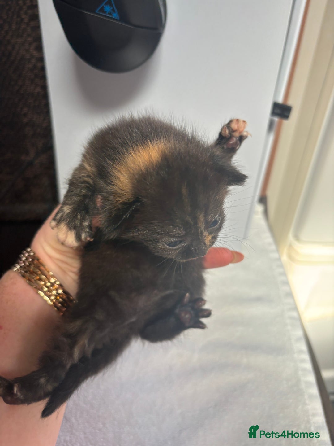 Mixed Breed cats for sale: Kittens ready to leave  - Image 13