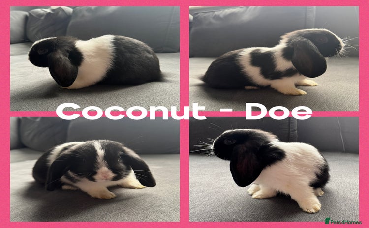 Mini Lop rabbits - Advert 19