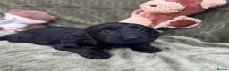 Cockapoo dogs for sale: Health tested stunning and unique F1 Cockapoos - Advert 6