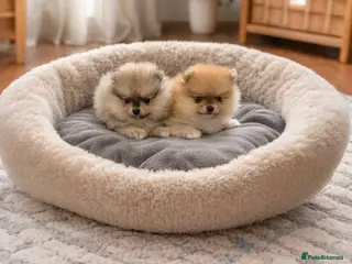 Pomeranian dogs Top Quality 🐻 Teddy Faced - Advert 5