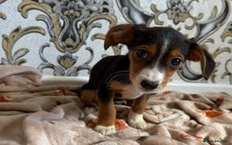 Mixed Breed dogs for sale: Cocker jack - Image 3
