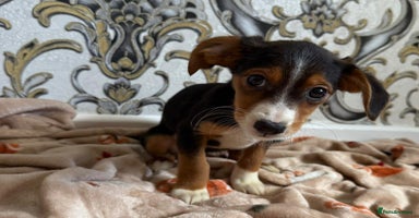 Mixed Breed dogs - Advert 3