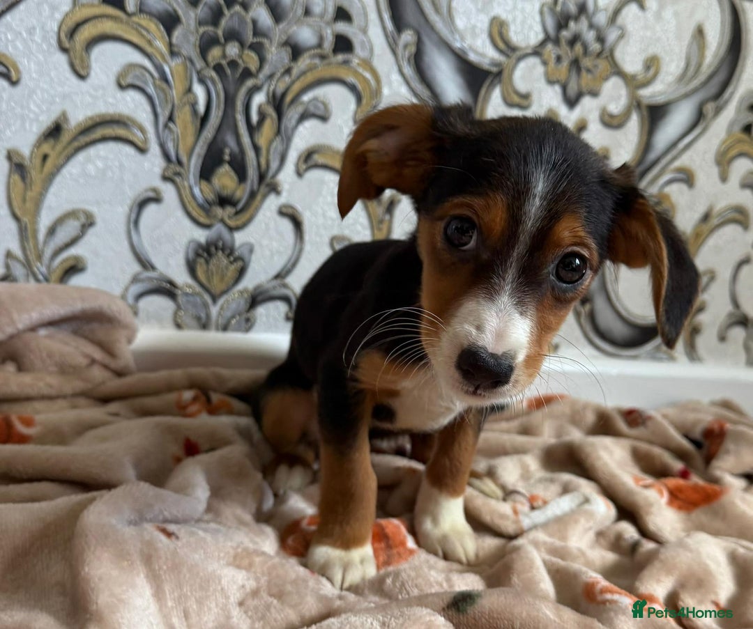Mixed Breed dogs for sale: Cocker jack - Image 3
