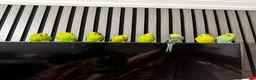 Budgerigars birds for sale: budgies for sale - Advert 1