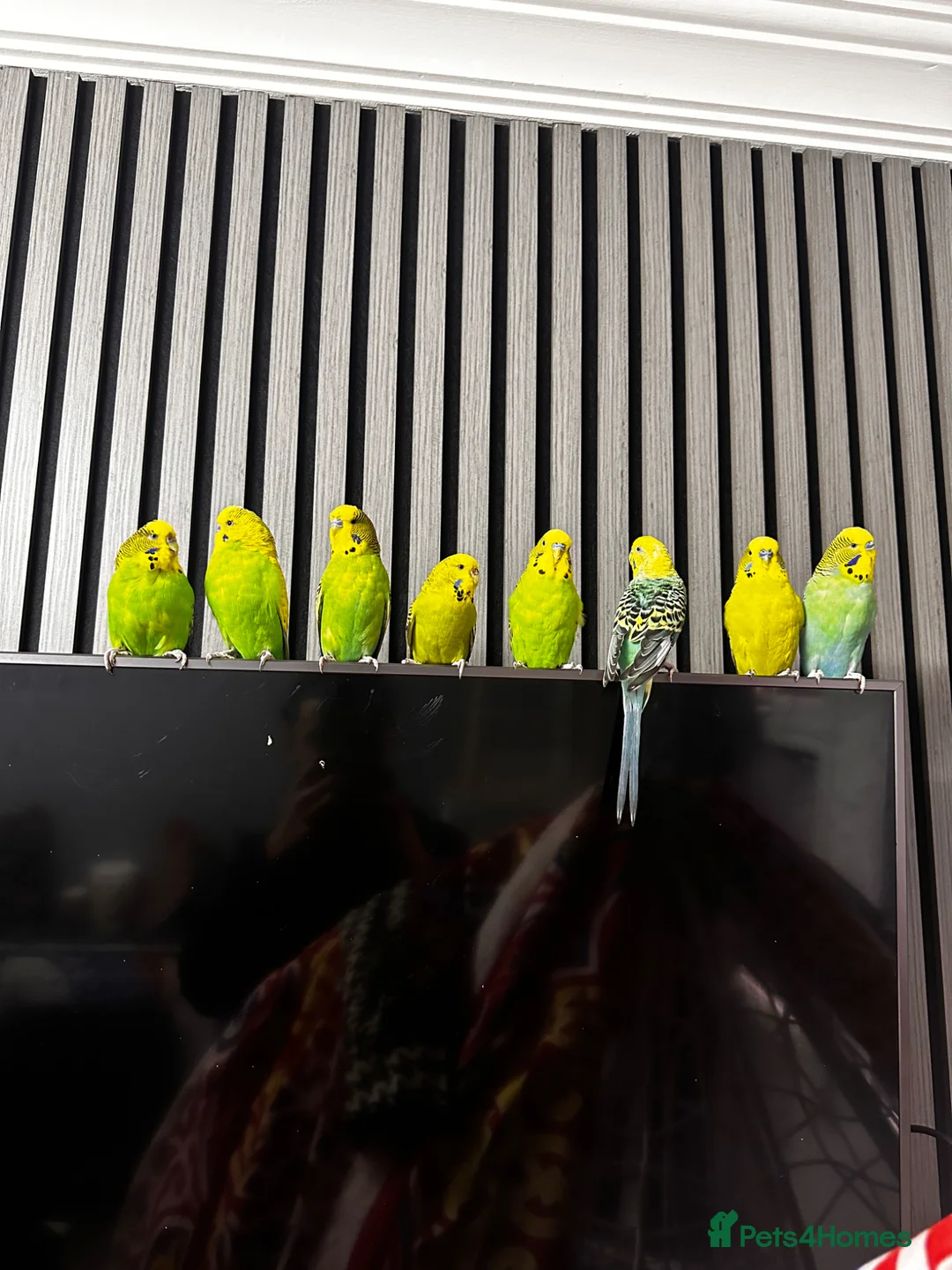Budgerigars birds for sale: budgies for sale - Advert 1