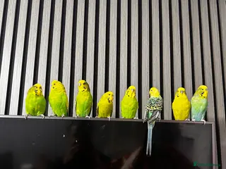 Budgerigars birds budgies for sale - Advert 1