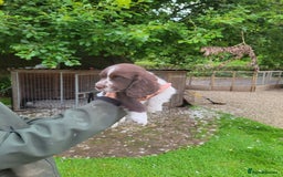 Sprocker dogs for sale: Sprocker puppies - Image 3