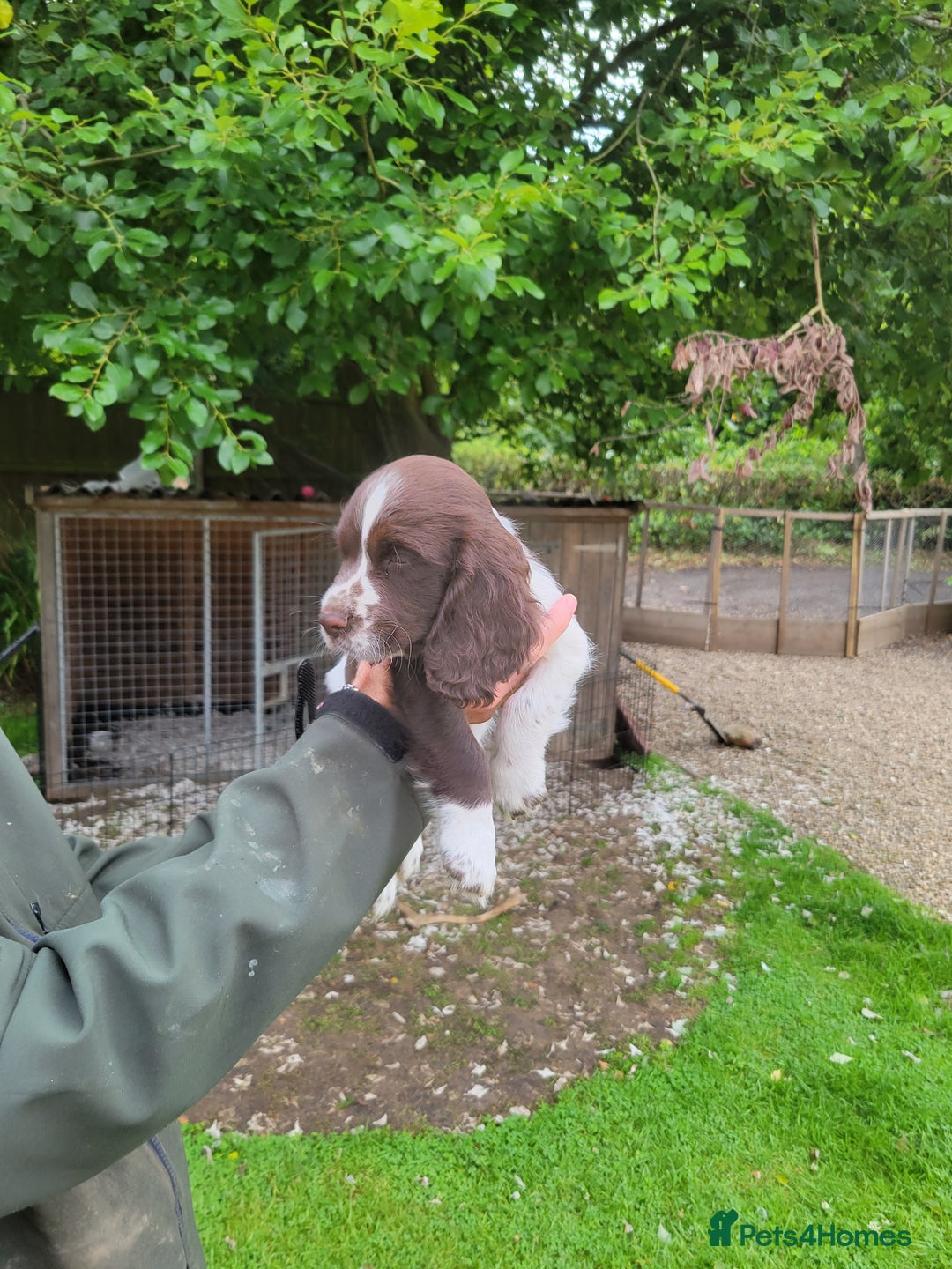 Sprocker dogs for sale: Sprocker puppies - Image 3